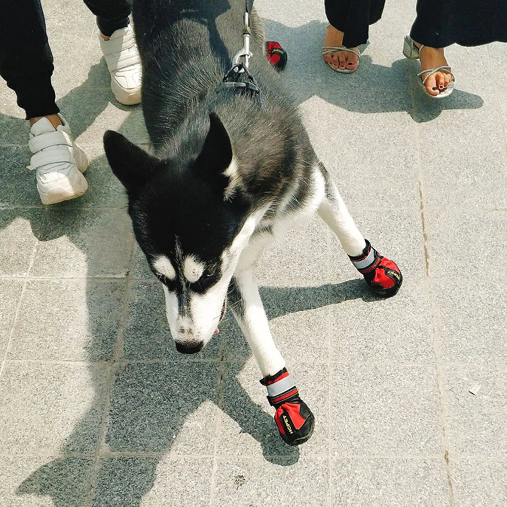 Chaussures de Protection pour Chien